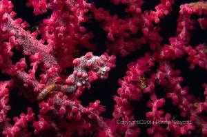 10299927_864167356935304_8269163656690007354_n