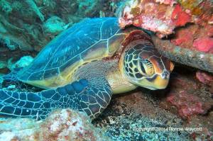 10301044_863357610349612_6974111054726615316_n