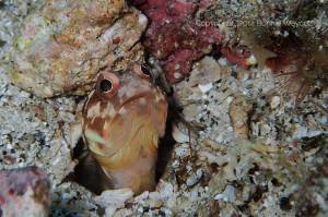 10409318_864167306935309_7932036854210005227_n